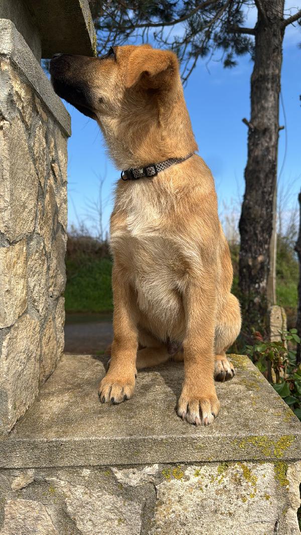 Neto splendido dolce cucciolotto cerca famiglia  Foto 6